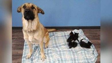 Photo of Stray Dog Found Curled Up In Snow Keeping Poor Orphaned Kittens Warm