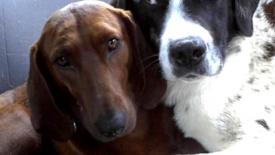 Photo of Dog Who Was About to Be Adopted Refused to Leave Her Best Friend Behind