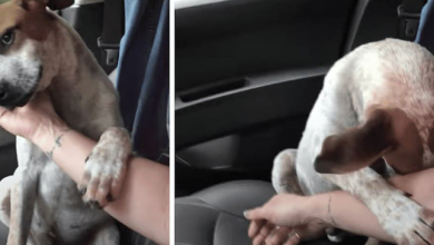 Photo of Heartbreaking Thank You From Dying Dog Leaves Rescuer In Tears