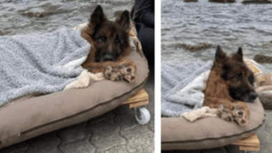 Photo of Old and paralyzed dog that was abandoned, meets the sea and true love before dying