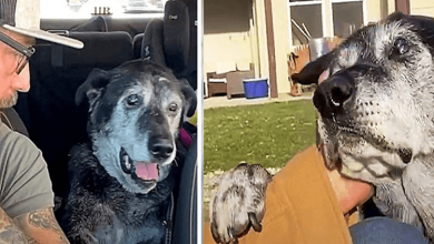 Photo of Dumped Senior Dog Puts Paw On Man’s Arm And Desperately Begs For Some Empathy