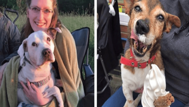 Photo of Retired Nurse Opens Hospice For Dogs So They Can Feel Loved During Their Final Moments