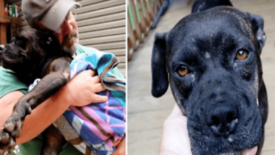 Photo of Hurt Dog Finds House In The Middle Of Nowhere To Discover The 1 Man Who Can Help.