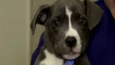 Photo of Puppy Who Was Left For Dead After A Botched Neutering Is Afraid And Does Not Know What Is Happening