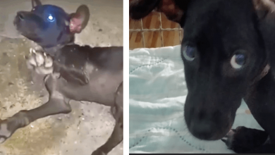 Photo of Puppy With Broken Back Reaches Out And Asks Not To Be Left Alone Again