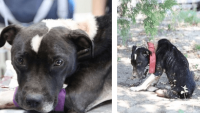 Photo of Former Bait Dog Too Depressed To Lift Her Head