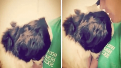 Photo of Heartbroken Dog Seeks Comfort In Volunteer At Shelter After His Family Abandoned Him