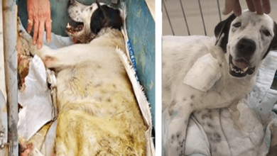 Photo of Dog On Deathbed Gazes At 1st Person Who Paid Attention & Smiles Through His Pain