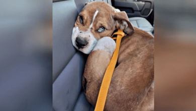 Photo of The Inspiring Journey of a Resilient Puppy Rescued in New York – Find Out How an Officer’s Kindness Changes a Life Forever