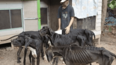 Photo of King Of Thailand Adopts 13 Starved Great Danes Found Near Death At Breeding Farm