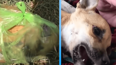 Photo of Rescuers Find Puppy In A Trash Bag And Do Everything They Can To Save Her