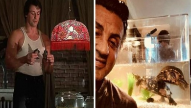 Photo of The pet turtles from ‘Rocky’ are still alive and living with Sylvester Stallone