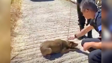 Photo of Dog Who Spent Her Entire Life On A Chain Can Now Only Walk In Circles