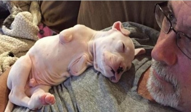 Photo of Foster dad refuses to euthanize puppy born without front legs, decides to give him a second chance