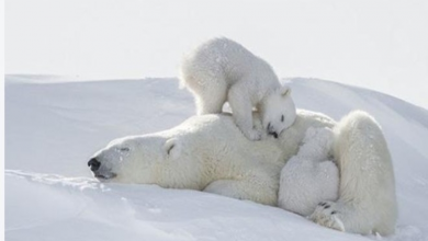 Photo of A Photographer Spent 117 Hours In The Severe Cold To Get These Incredible Shots