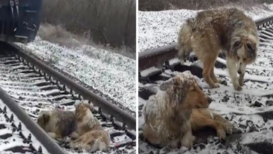 Photo of Hurt dog stuck in railroad track for 2 days protected by loyal brother who refused to leave
