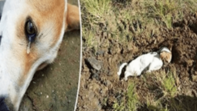 Photo of Loyal Dog Sacrificed His Own Life To Save Owners From Home Intruder