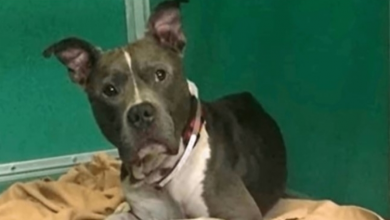 Photo of Lost Dog Was 2 Days From Being Put Down, But He Still Hoped Dad Would Save Him