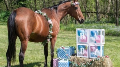 Photo of Horse Gives Birth To A “Miracle” Healthy Foal After Surviving A Terrible Collision On Her Route To Slaughter
