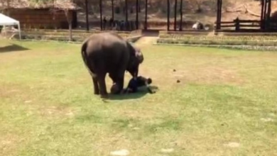 Photo of Elephant Witnesses ‘Attack’ On Her Caregiver And Rushes To The Rescue