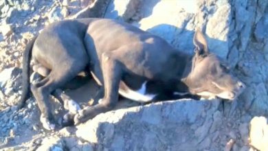 Photo of Hiker Finds Dying Dog With Bullet Wounds, Carried Him For An Hour To Find Help