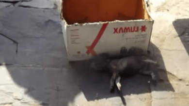 Photo of Rescuers Find Dog Taking Her Final Breaths Next To A Cardboard Box