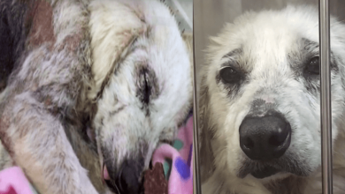 Photo of She Snored Through Her First Safe Sleep Since Ex-Owner Tried To Kill Her 3 Times