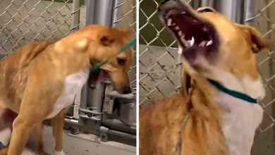 Photo of Dog With Broken Bones Shudders At Human Touch, But A Woman Begs For Her Trust