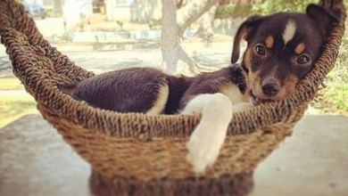 Photo of Woman Adopts Puppy That Kept Getting Sent Back To Shelter, Learned She’s No Ordinary Dog