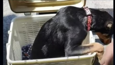 Photo of Basket Contained Dog With ‘Half Of A Body’ That No One Wants, Sets Eyes On 1 Man