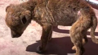 Photo of Tiny Pup, The Last Survivor Of Her Litter, Found Struggling Alone On The Road
