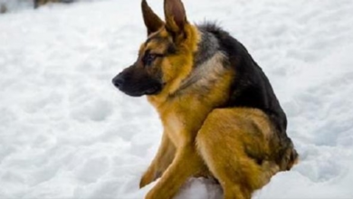 Photo of He Was Born Different And Grew Up Fearing Humans & He is Sad
