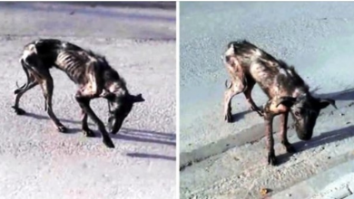 Photo of He Suffered Alone & Became A ‘Sack Of Bones’ As No One Would Give Him Any Food