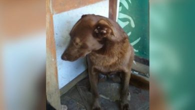 Photo of Depressed Dog Was Alone At Shelter For 2-Yrs & Recognized Familiar Smell