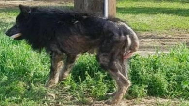 Photo of Sick Dog Called a ‘Werewolf’ But No One Stopped to Help Until Someone Put Out a Plea