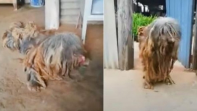 Photo of Devoted To The Family Who Left, He Waited While He Starved & His Body Broke-Down