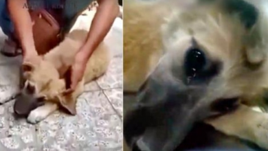 Photo of Battered By Man High On Drugs, Street Puppy Shed Real Tears When She Felt Safe
