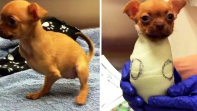 Photo of Her Owner Threw Her Out On The Streets Because She Was Born Without Front Legs