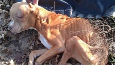 Photo of Caring Patrolman Rescues and Provides Loving Home for Severely Abused Dog
