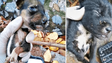 Photo of Newly Born & Deserted In Dense Forest, They Cry-Out To A Sympathetic Man