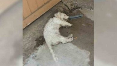 Photo of ‘Dead’ Dog Lifted His Head-Up When The Person He’s Been Waiting For Comes To Take Him Home