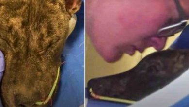Photo of Woman Kissed Him & Said You’re Far From Alone As Unwanted Pit Fought To Survive