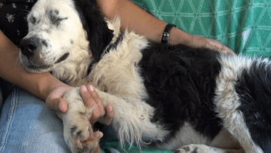 Photo of Sleepless-Dog Lay Beside Woman And Closed Her Eyes For 1st Time Since Rescue