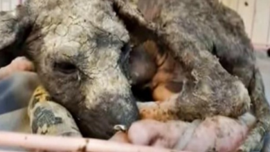 Photo of Broken-Puppy Knew Nothing But Suffering Since The Day He Was Born