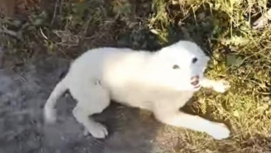 Photo of Pup Begs A Jogger To Rescue Him, After Being Dumped In Isolated Area