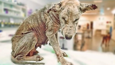 Photo of She Was Now At Peace Since Her Son Had Been Rescued, So She Laid Down To Die