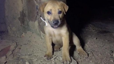 Photo of The Rope Dug Deeper Into Her Neck As She Cried Out For Help In Dark Deserted Home