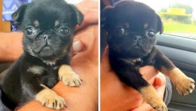 Photo of 5 Week Old Puppy Found Abandoned In A Plastic Bag – Crying And Covered In Worms