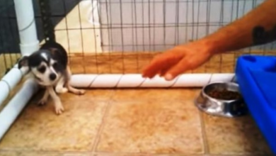Photo of Tiny Dog Abused For Babies In Puppy Mill Cowers In A Corner When Man Approaches