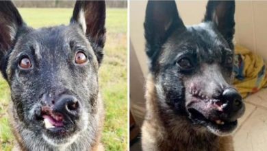 Photo of People Stop & Stare At Woman’s Dog Who Was Freed Moments Before Being Killed